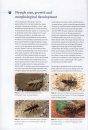 The Stonefly (Plecoptera) of Ireland