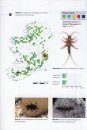 The Stonefly (Plecoptera) of Ireland