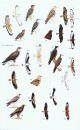 A Field Guide to the Birds of Thailand
