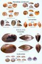 An Illustrated Guide to the Freshwater Mollusca of Sri Lanka