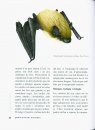 Les Ratapinyades de les Balears [Bats of the Balearics]