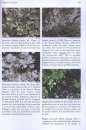 The Lichens of Jersey