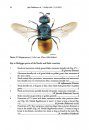 ZooKeys 548: An Illustrated Key to the Cuckoo Wasps (Hymenoptera, Chrysididae) of the Nordic and Baltic Countries, with Description of a New Species