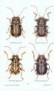 Les Pachybrachis de France (Coleoptera, Chrysomelidae, Cryptocephalinae) [The Pachybrachis of France]