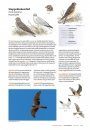 Handboek Vogels van Nederland en België [Handbook to the Birds of the Netherlands and Belgium]