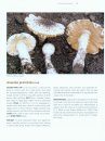 Essential Guide to Rocky Mountain Mushrooms by Habitat