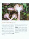 Essential Guide to Rocky Mountain Mushrooms by Habitat