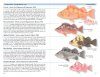 A Field Guide to Coastal Fishes: From Alaska to California