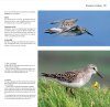 Steltlopers van Europa [Waders of Europe]