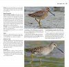 Steltlopers van Europa [Waders of Europe]