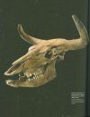 Elefantenreich: Eine Fossilwelt in Europa [Elephant Kingdom: A Fossil World in Europe]
