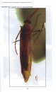 A Catalogue and Atlas of the Caddisflies (Trichoptera) of Ireland
