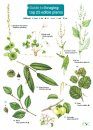 Guide to Foraging