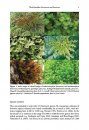 PhytoKeys 59: World Checklist of Hornworts and Liverworts (2-Volume Set)
