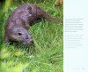 The Water Vole