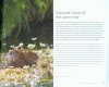 The Water Vole