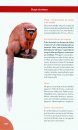 Primatas do Brasil: Guia de Campo [Primates of Brazil: Field Guide]
