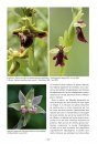A la Découverte des Orchidées d'Alsace et de Lorraine [Discovering the Orchids of Alsace and Lorraine]