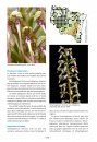A la Découverte des Orchidées d'Alsace et de Lorraine [Discovering the Orchids of Alsace and Lorraine]