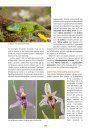 A la Découverte des Orchidées d'Alsace et de Lorraine [Discovering the Orchids of Alsace and Lorraine]