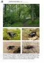 De Loopkevers van Nederland en België (Carabidae) [The Ground Beetles of the Netherlands and Belgium]