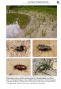 De Loopkevers van Nederland en België (Carabidae) [The Ground Beetles of the Netherlands and Belgium]