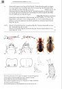 De Loopkevers van Nederland en België (Carabidae) [The Ground Beetles of the Netherlands and Belgium]