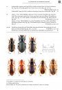 De Loopkevers van Nederland en België (Carabidae) [The Ground Beetles of the Netherlands and Belgium]