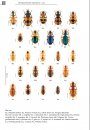 De Loopkevers van Nederland en België (Carabidae) [The Ground Beetles of the Netherlands and Belgium]