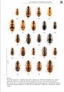 De Loopkevers van Nederland en België (Carabidae) [The Ground Beetles of the Netherlands and Belgium]