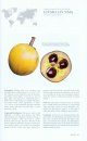 Tropical Fruits and Other Edible Plants of the World