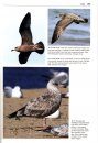Gulls of the World