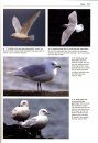 Gulls of the World