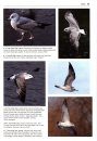 Gulls of the World