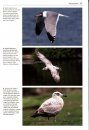 Gulls of the World