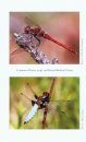 The Dragonfly-Friendly Gardener