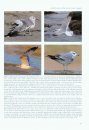 Dutch Birding, Volume 38(1): Identification of the Larus canus Complex