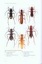Australian Longhorn Beetles (Coleoptera: Cerambycidae), Volume 2