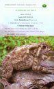 A Field Guide on Amphibians of Himachal Pradesh