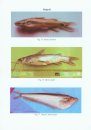 Fauna of Budhabalanga Estuary, Balasore District, Odisha (w.s.r. to Fishes and Crustaceans)