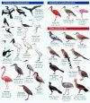 Brazil Birds
