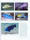 Marine Fishes of Florida