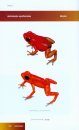 Aposematic Poison Frogs (Dendrobatidae) of the Andean Countries