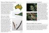 Green Guide to Trees of Australia