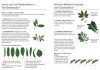 Green Guide to Trees of Australia