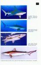 Sharks of the Mediterranean