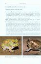 Amphibien und Reptilien des Paraguayischen Chaco [Amphibians and Reptiles of the Paraguayan Chaco]