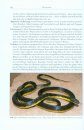Amphibien und Reptilien des Paraguayischen Chaco [Amphibians and Reptiles of the Paraguayan Chaco]