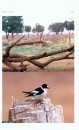Birds of Libya / Oiseaux de Libye