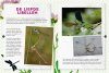 Vlinders & Libellen [Butterflies & Dragonflies]